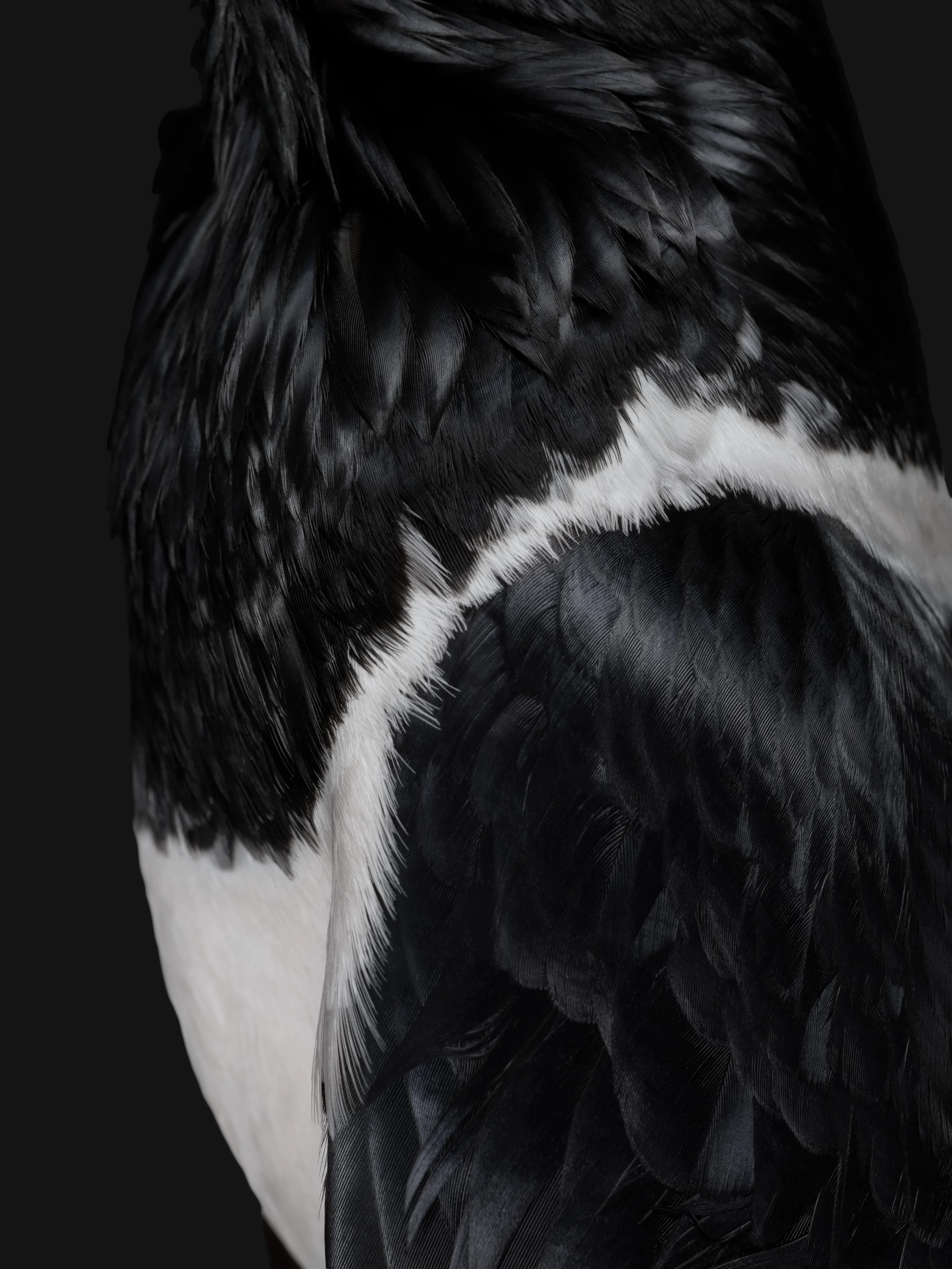 Close-up of black and white feathers on a bird, showcasing the detailed texture and pattern.