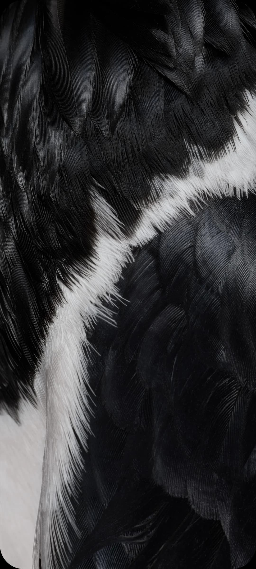 close up photo of pied crow