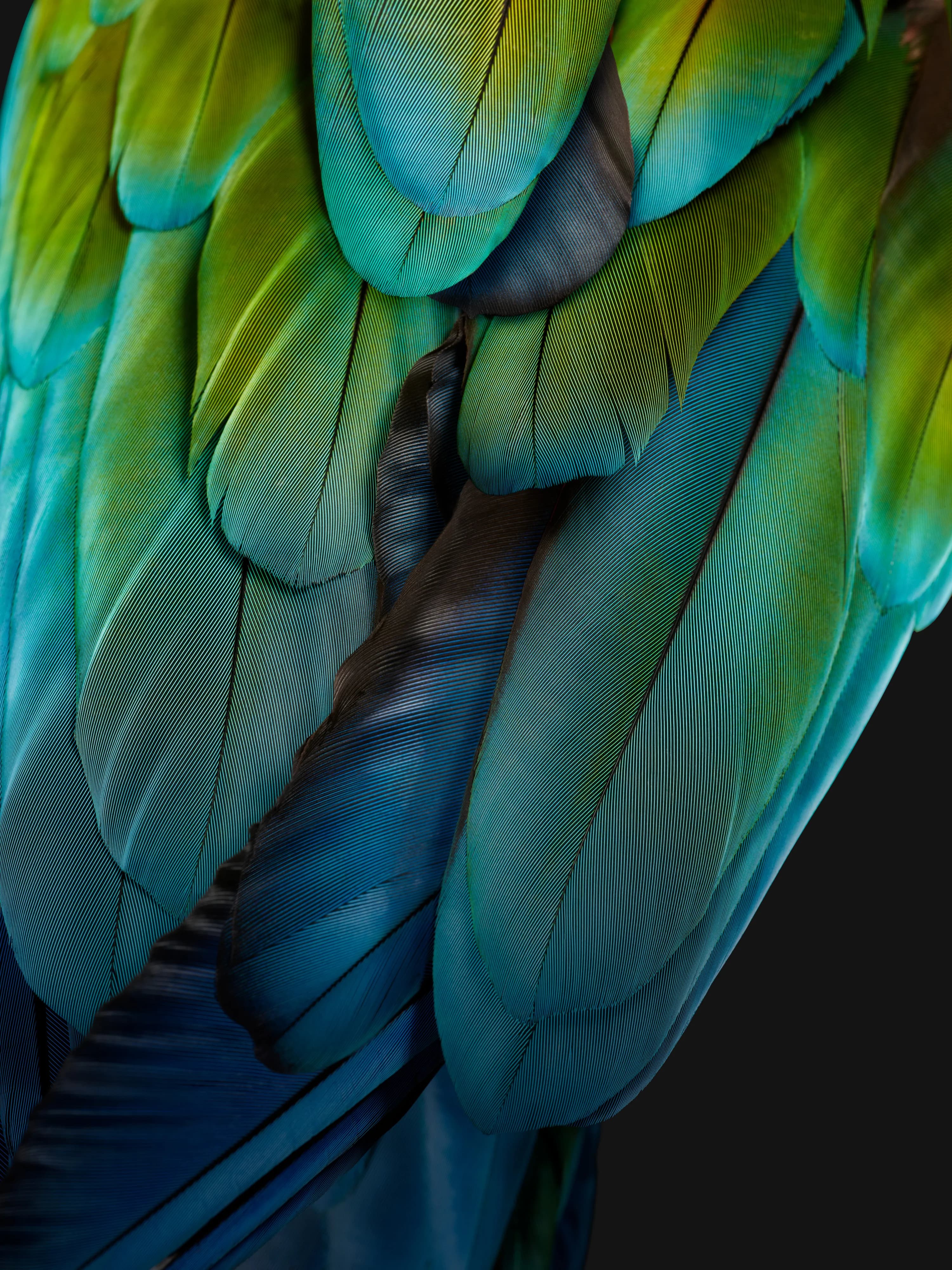 Close-up of vibrant green and blue parrot feathers, layered and slightly overlapping, showcasing their iridescent sheen.