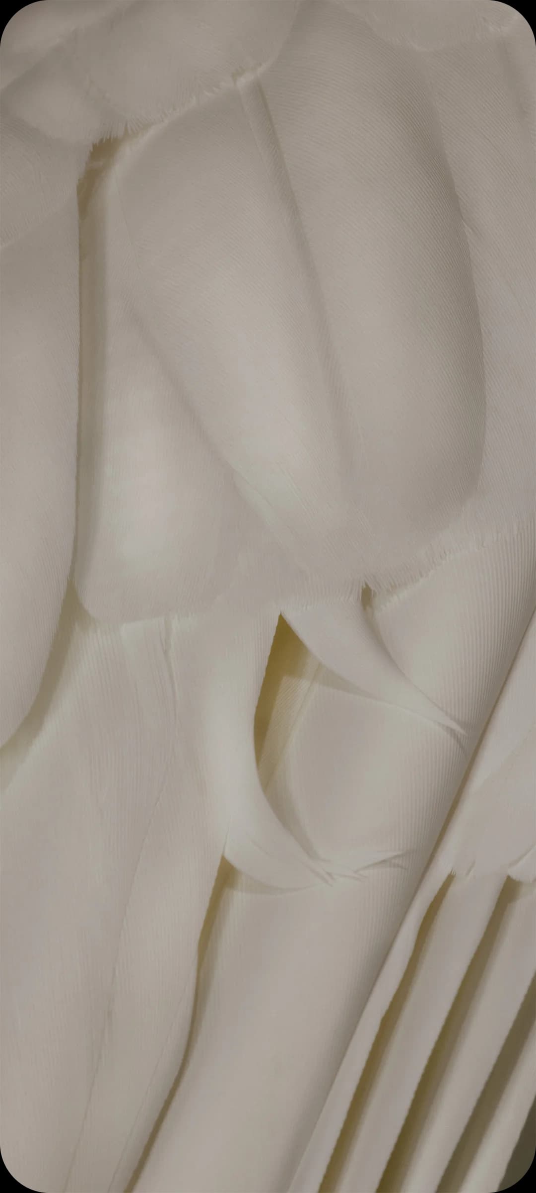 close up photo of cockatoo