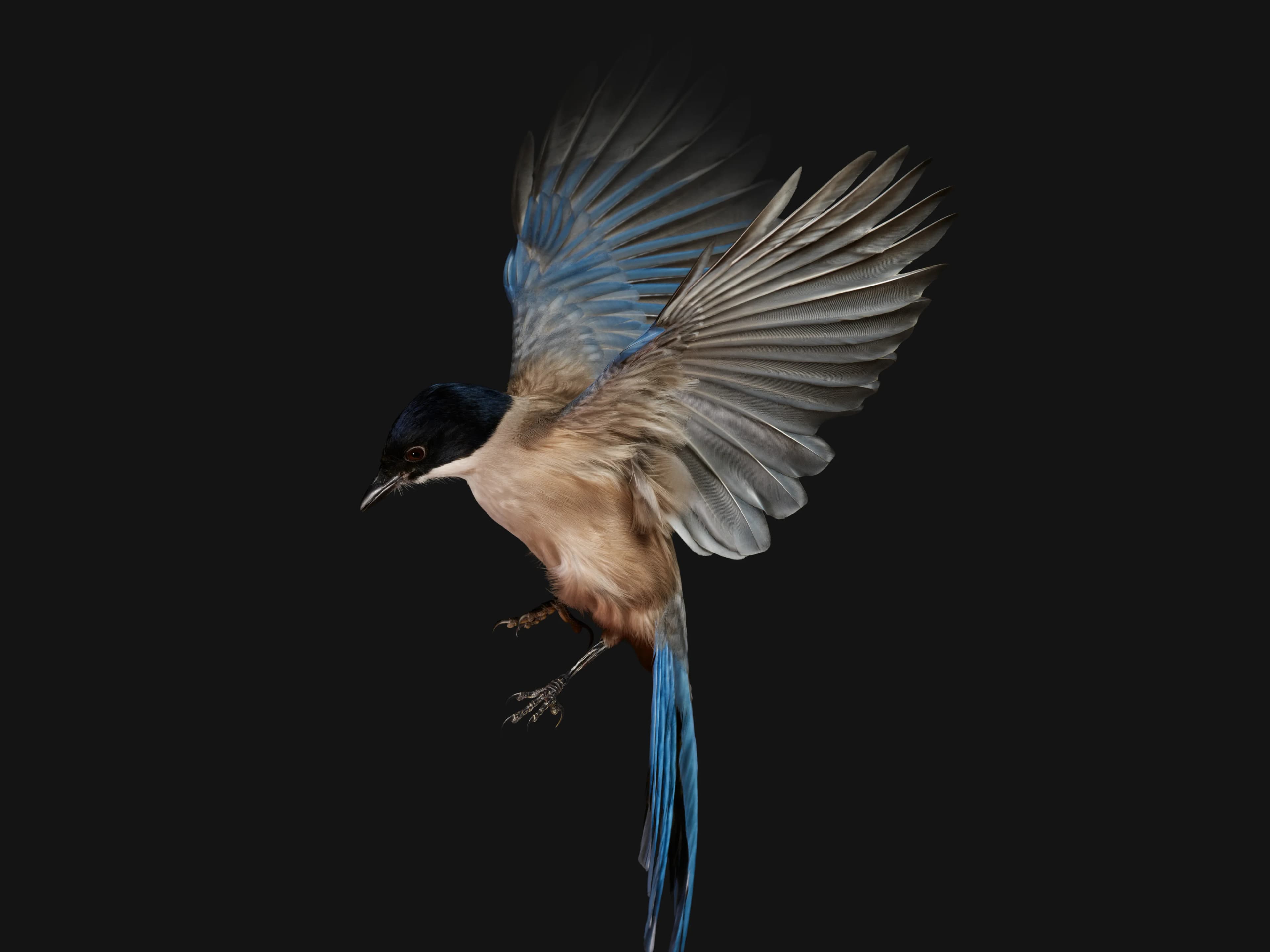 Azure-winged magpie in mid-flight against a black background.