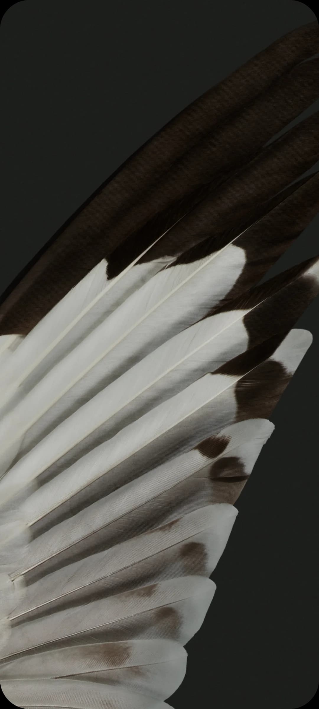 close up photo of seagull