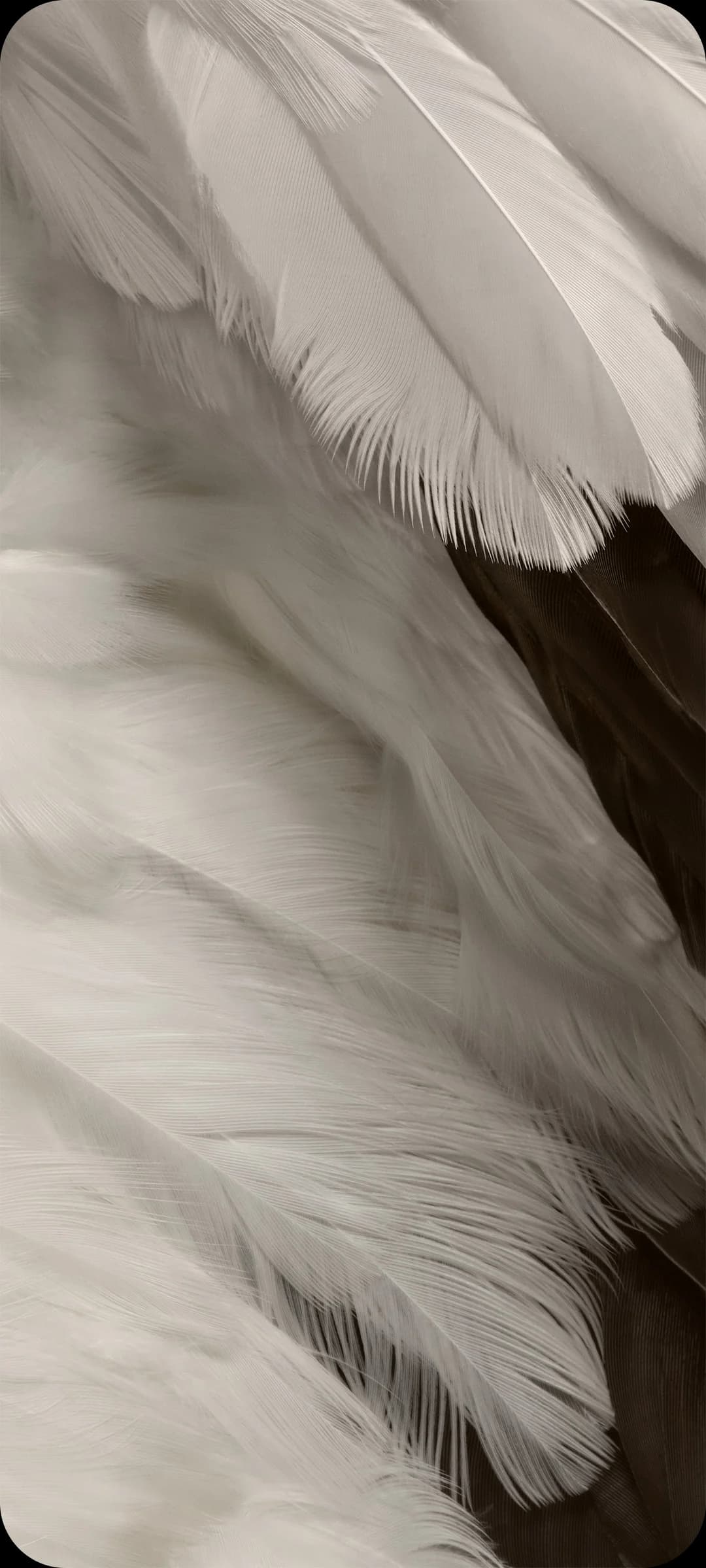 close up photo of king vulture