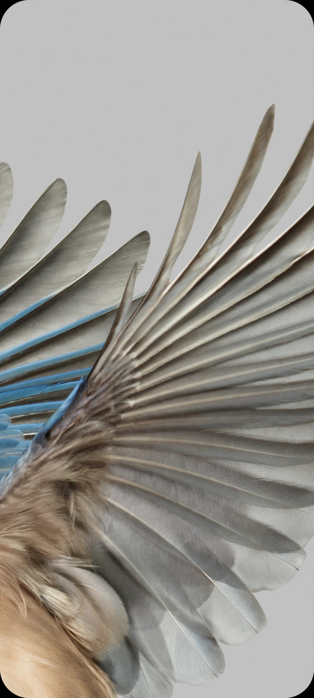 close up photo of azure jay