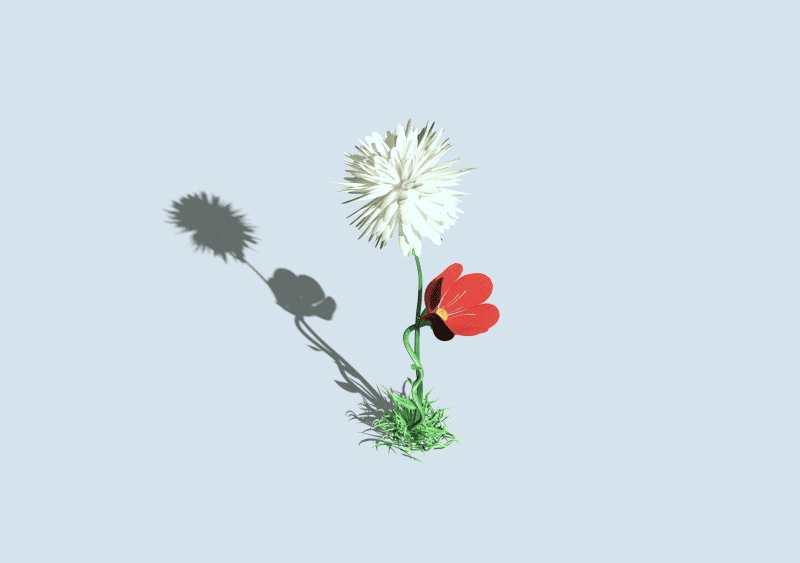 White dandelion-like flower with a single red poppy-like bloom on the same stem.