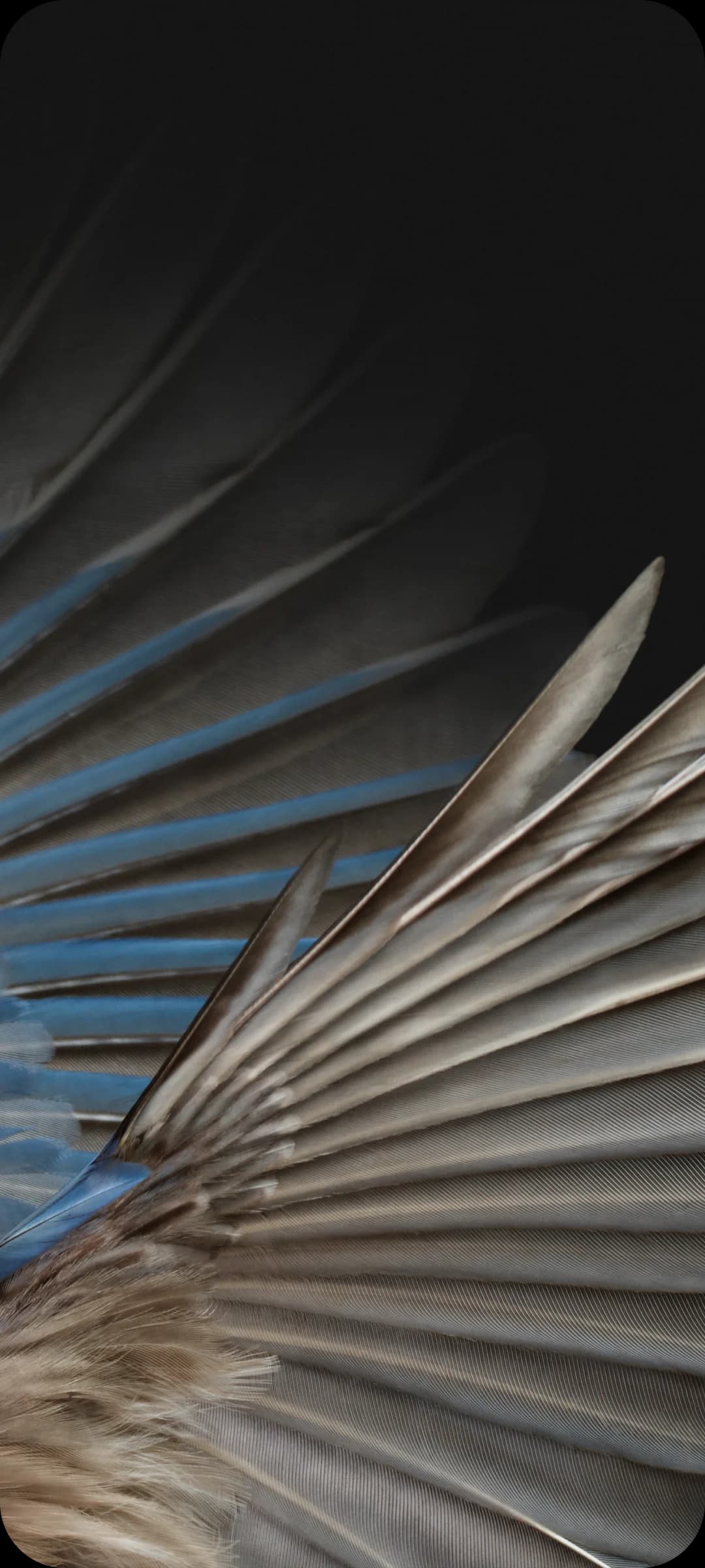 close up photo of azure jay