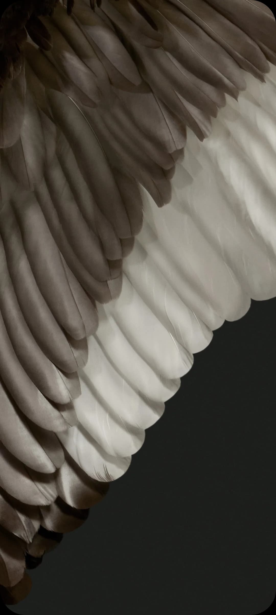 close up shot of black swan