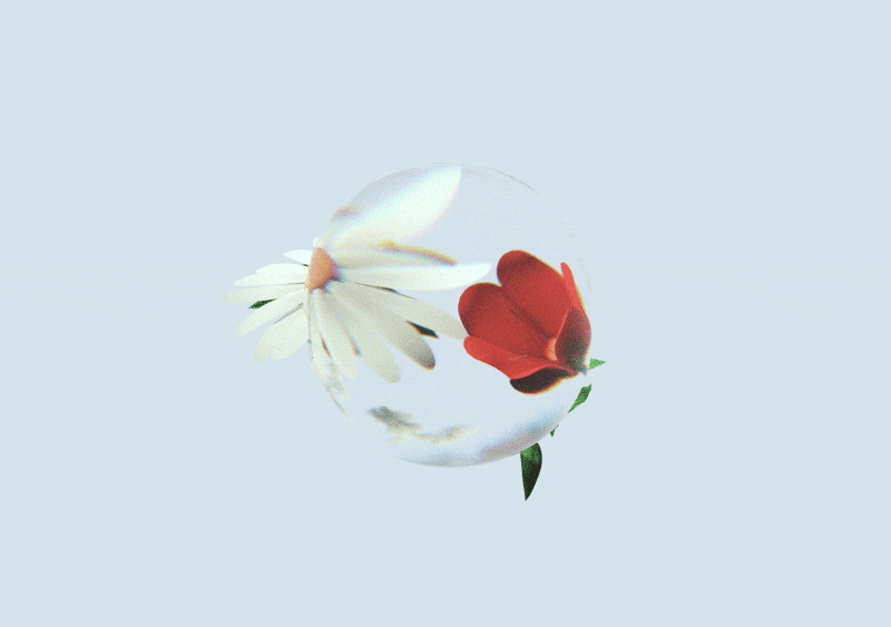 A white daisy and a red camellia rotate inside a transparent, levitating orb.