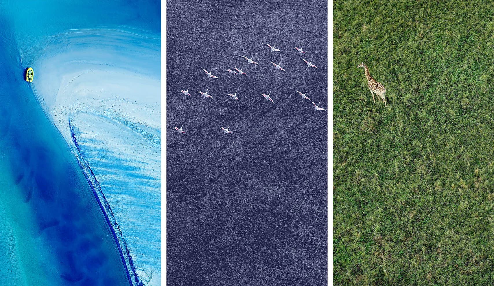 Three aerial views: A yellow boat on turquoise water, pink flamingos in V-formation over dark water, and a giraffe on green grass.